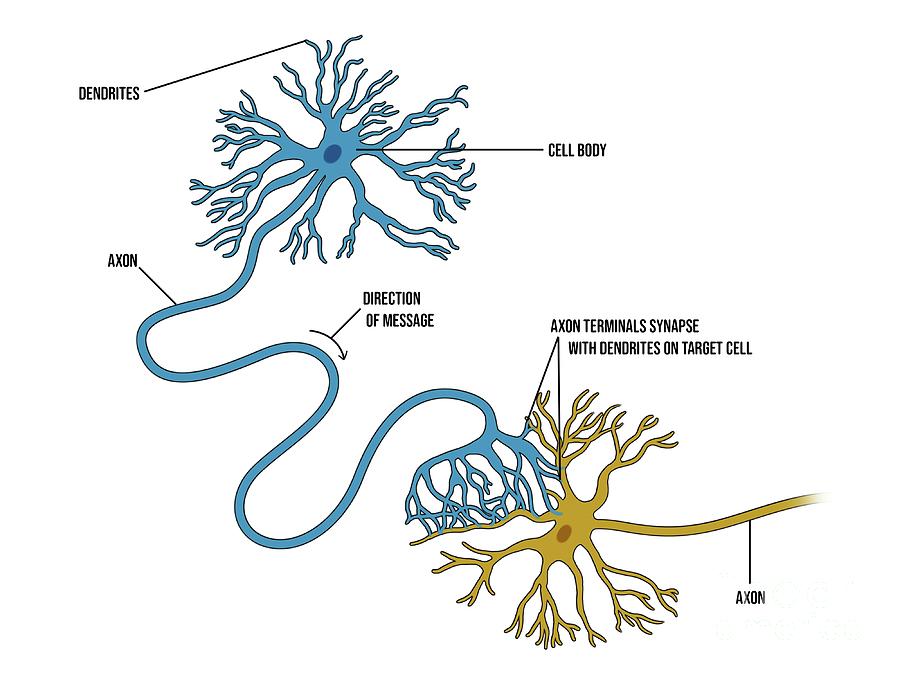 Nerve Cell Axons And Dendrites Photograph by Maurizio De Angelis/science Photo Library