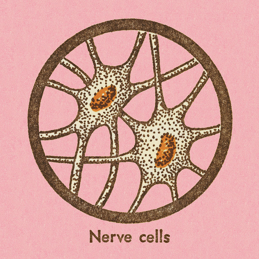 Vintage Drawing - Nerve Cells by CSA Images