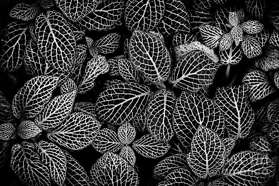 Nerve Plant Leaves Pattern Photograph by Tim Gainey