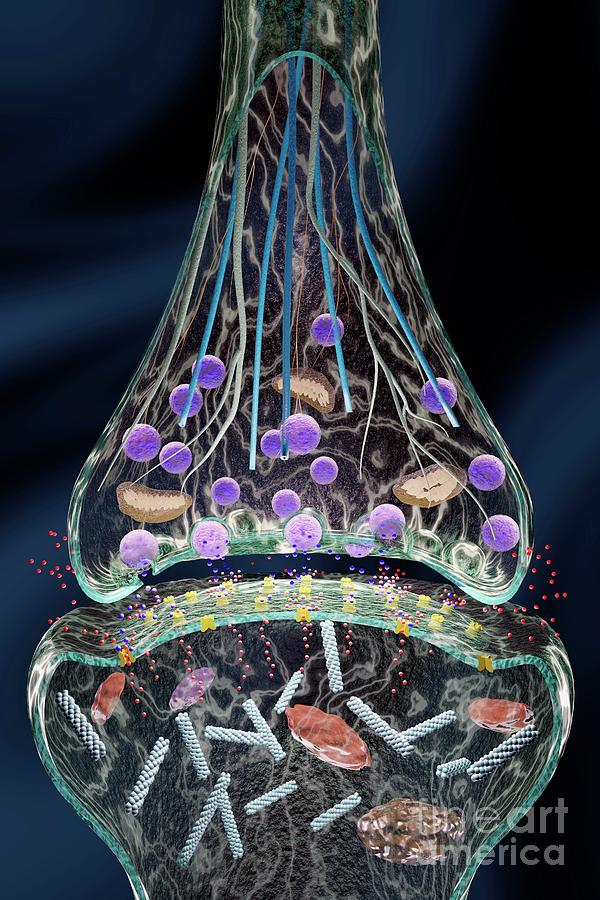 Nerve Synapse Photograph by Patrick Landmann/science Photo Library