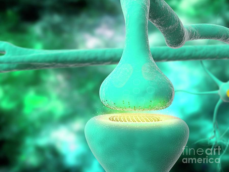 Nerve Synapse Photograph by Ramon Andrade 3dciencia/science Photo Library
