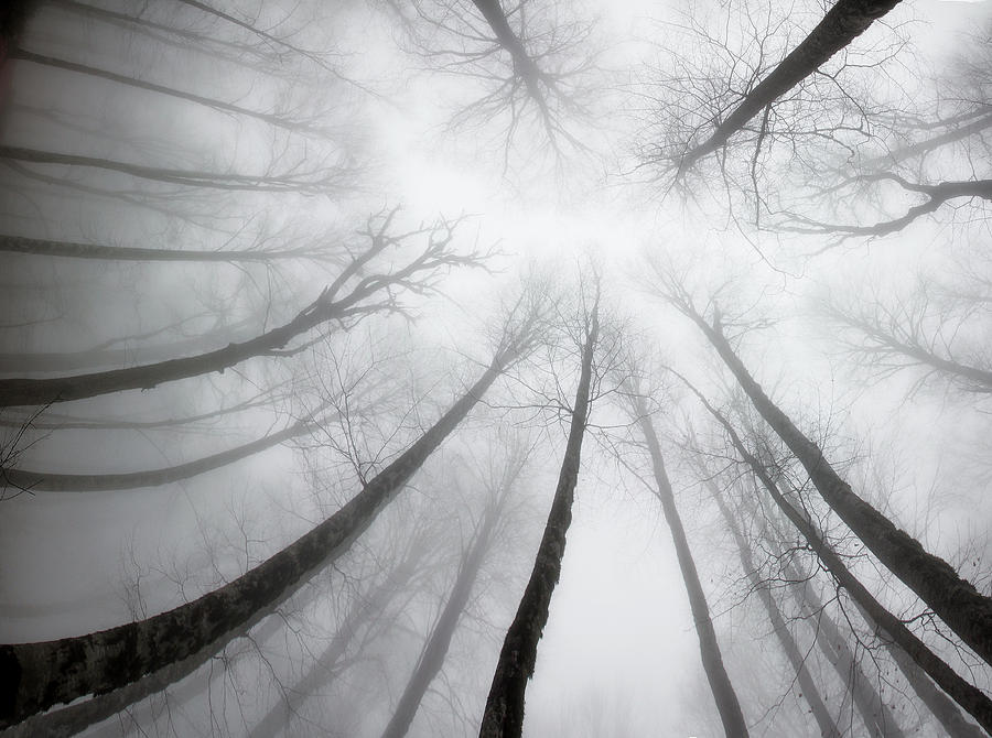 Tree Photograph - Nerves by Armin Aminelahi