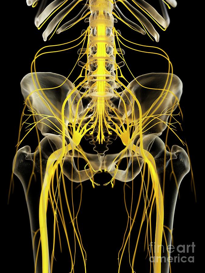 Nerves Of The Pelvis Photograph By Sebastian Kaulitzkiscience Photo Library Pixels 6495