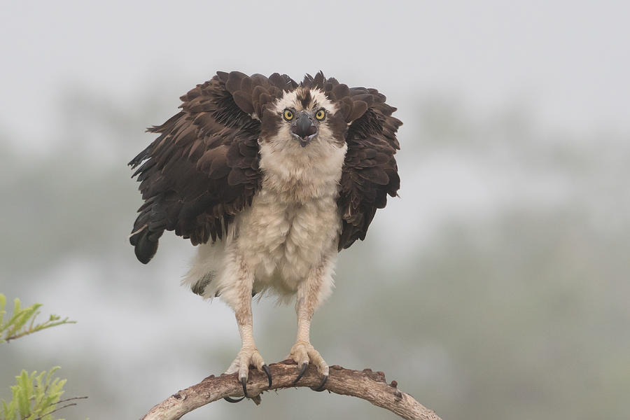 Osprey Photograph - Nervous To Fly Today !!!! by Alfred Forns