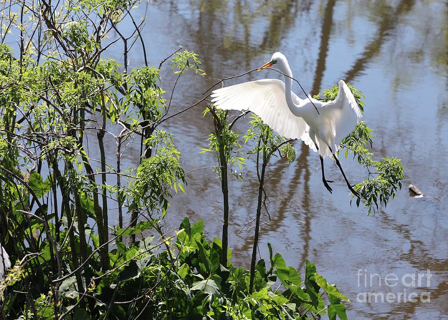 Nest Building Great Egret over Blue Water Photograph by Carol Groenen