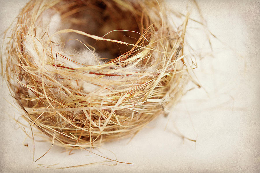 Nature Photograph - Nest by Jessica Rogers