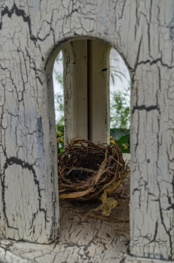 Nest Photograph by Mary Courtney