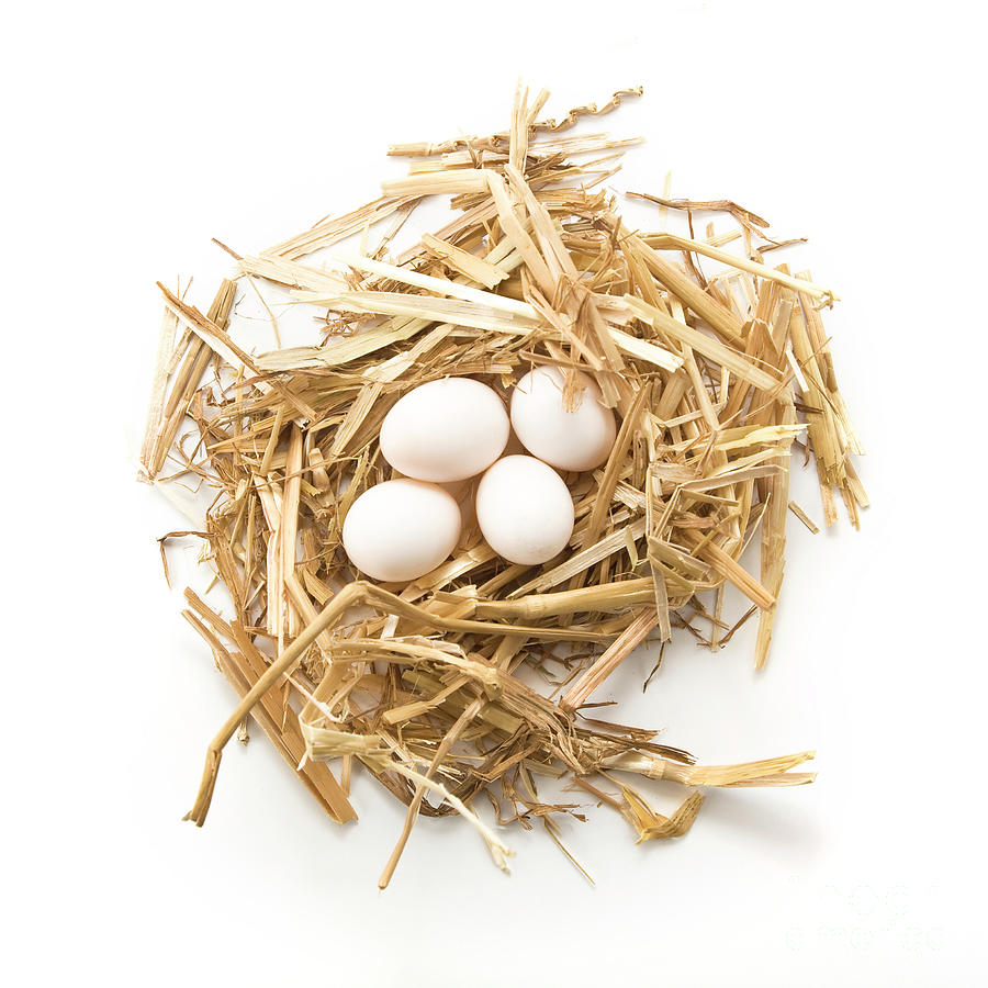 Nest with small white egg top view Photograph by Gregory DUBUS