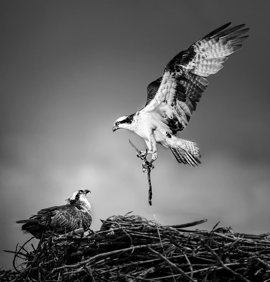 Nesting Photograph by Ada  Wang