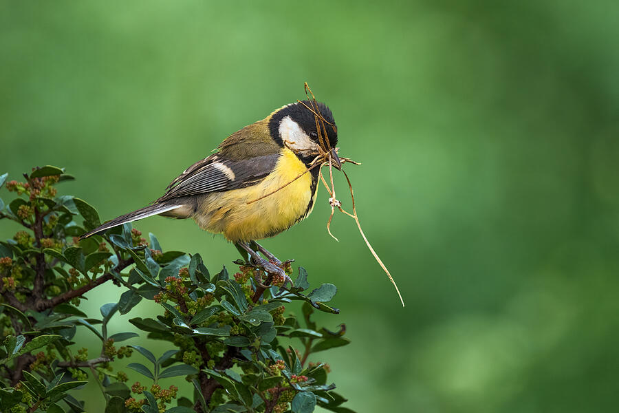 Nesting Photograph by Arie Burla