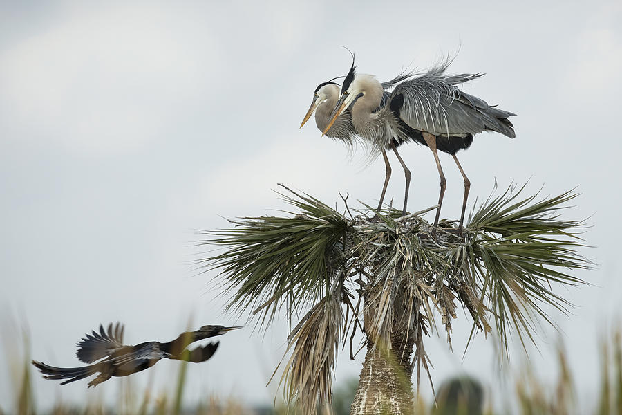 Nesting Blue Herons Watch Photograph by Linda D Lester