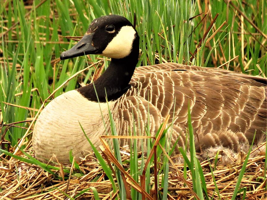 Nesting Canada Goose  Photograph by Lori Frisch