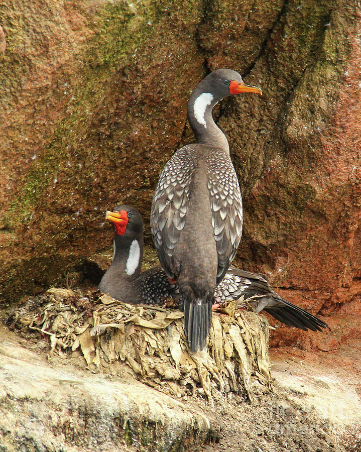 Nesting Cormorants Photograph by Michelle Tinger