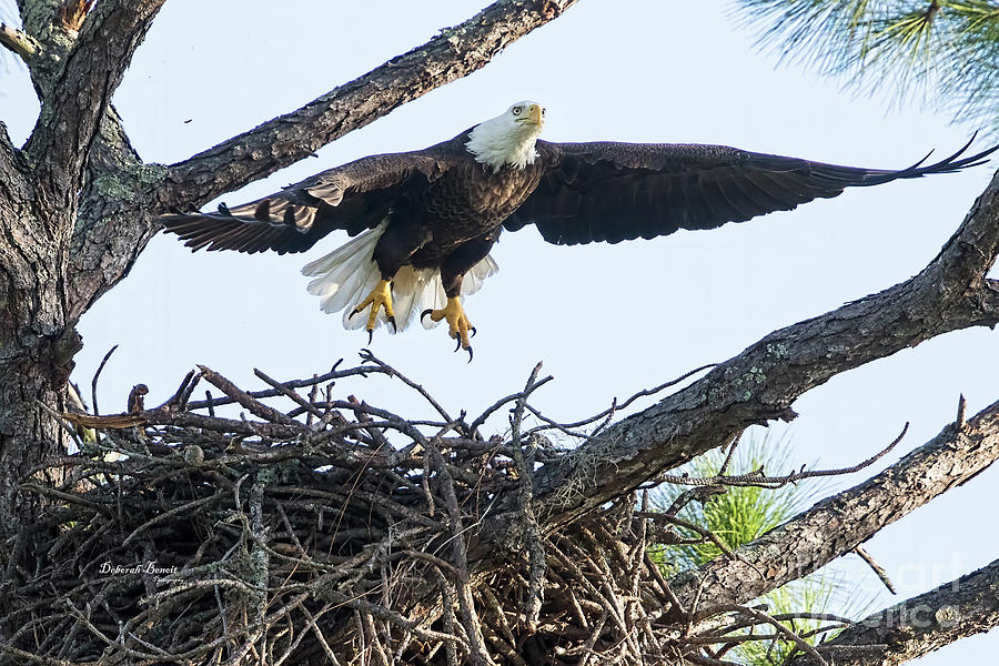 Nesting Eagle 1 2019 Photograph by Deborah Benoit