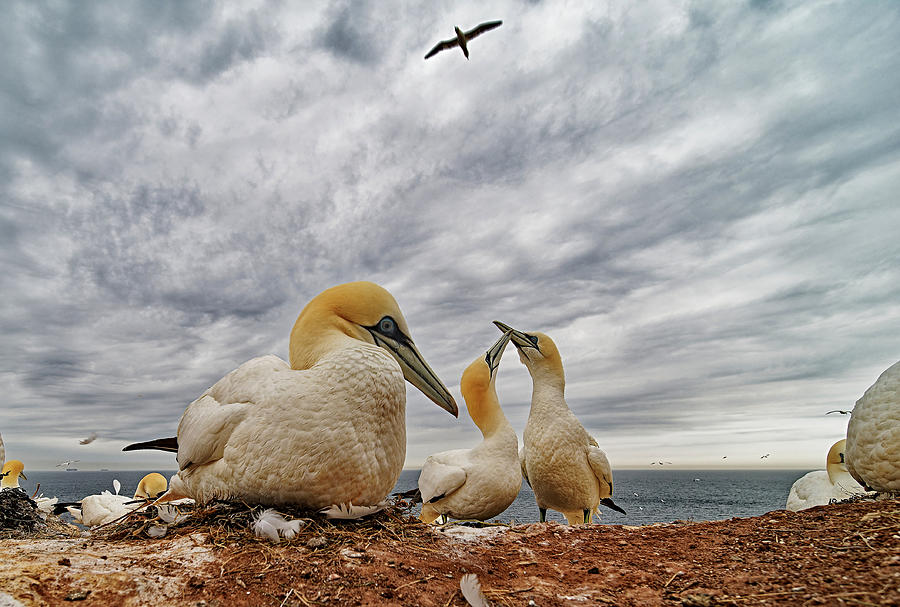Nesting Gannets Photograph by Ivan Miksik