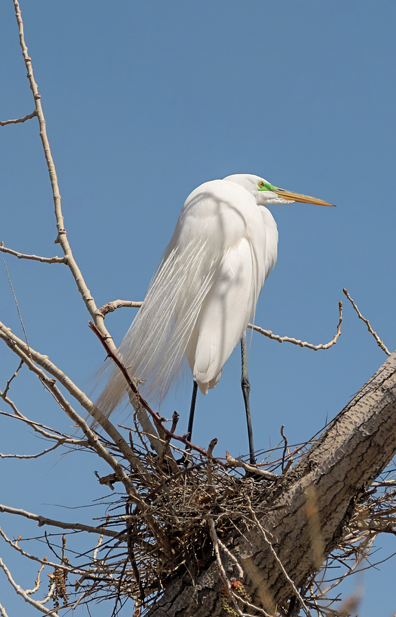 Nesting Great Egret Photograph by Loree Johnson