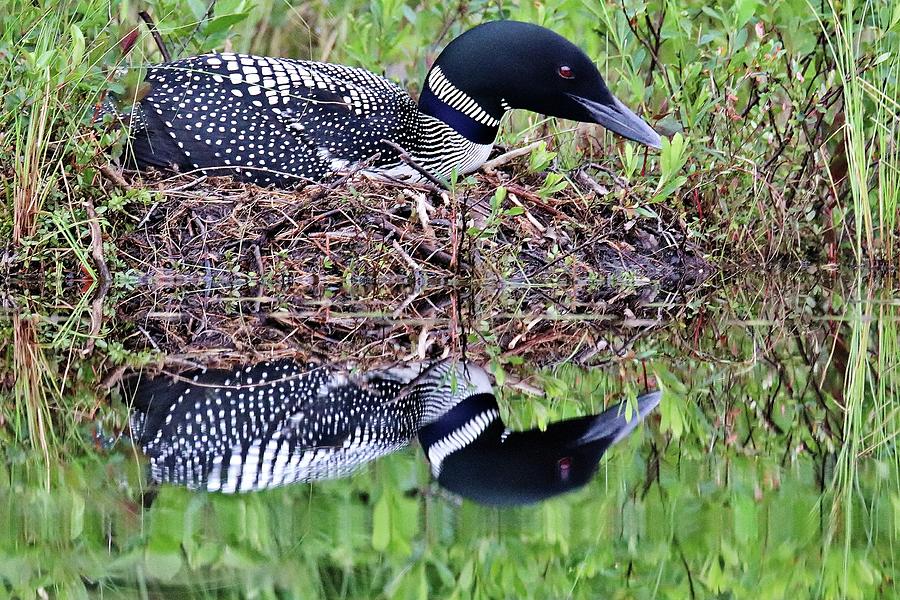 Bird Photograph - Nesting Loon by Bruce Small