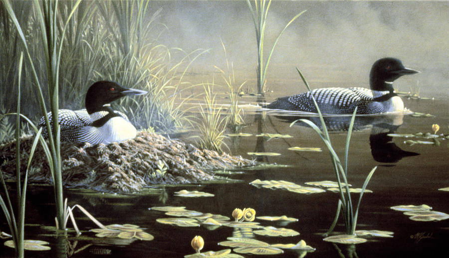 Bird Painting - Nesting Loons by Wilhelm Goebel