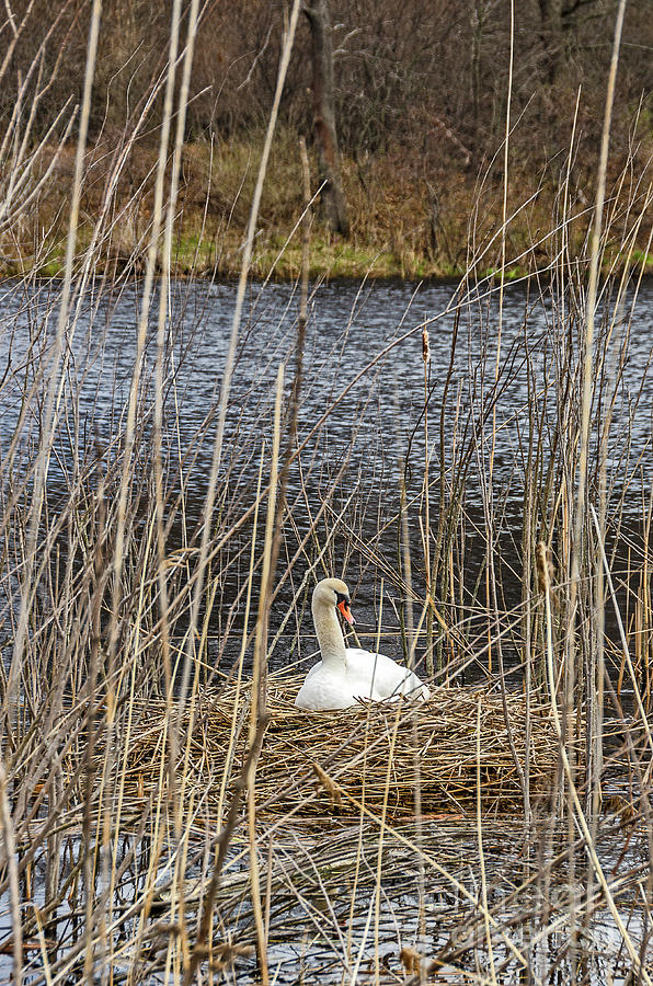 Nesting Mute Swan by Sue Smith Nesting Mute Swan by Sue Smith