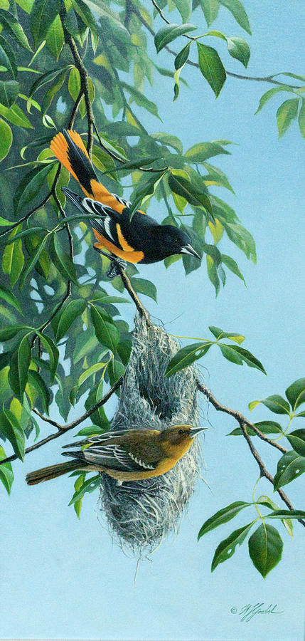 Bird Painting - Nesting Orioles by Wilhelm Goebel
