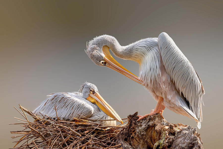 Nesting Pelican Photograph by Richard Reames