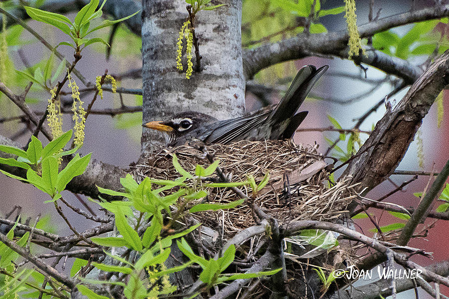Nesting Robin Photograph by Joan Wallner