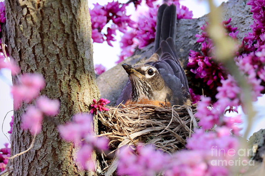 Nesting Robin With Redbud Blossoms Photograph