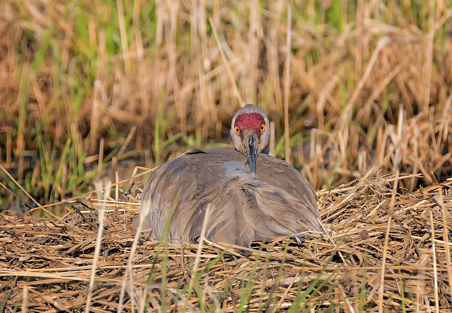 Nesting Sandhill Crane Photograph by Loree Johnson