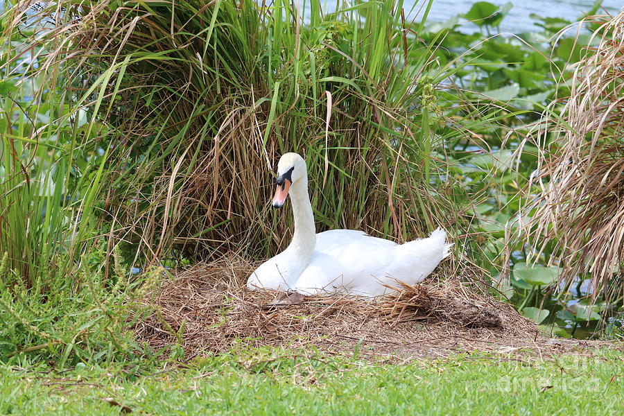 Nesting Swan Photograph by Carol Groenen