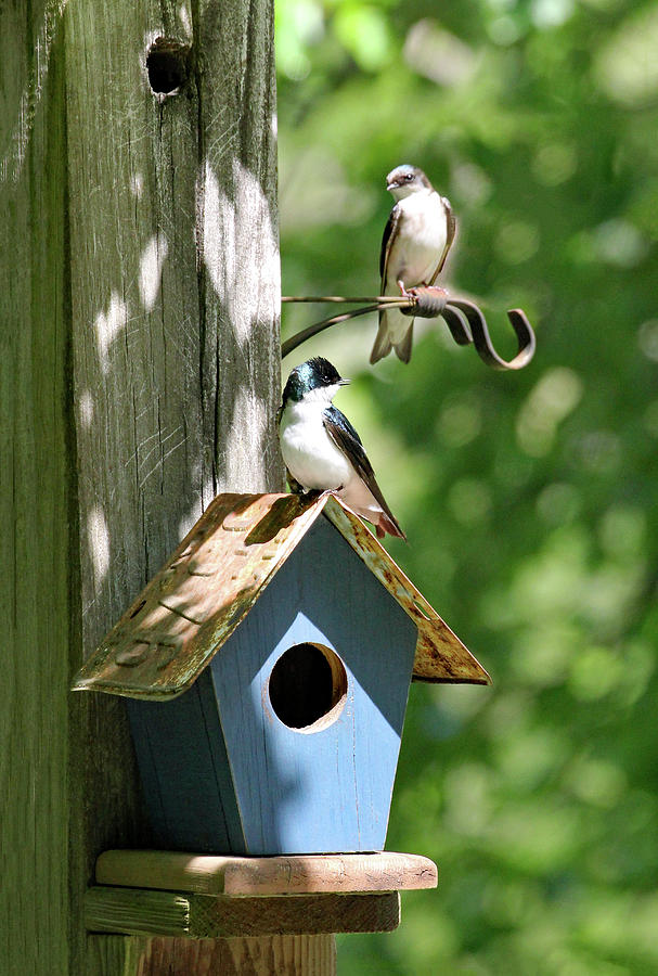 Nesting Tree Sparrows Photograph by Jennifer Robin