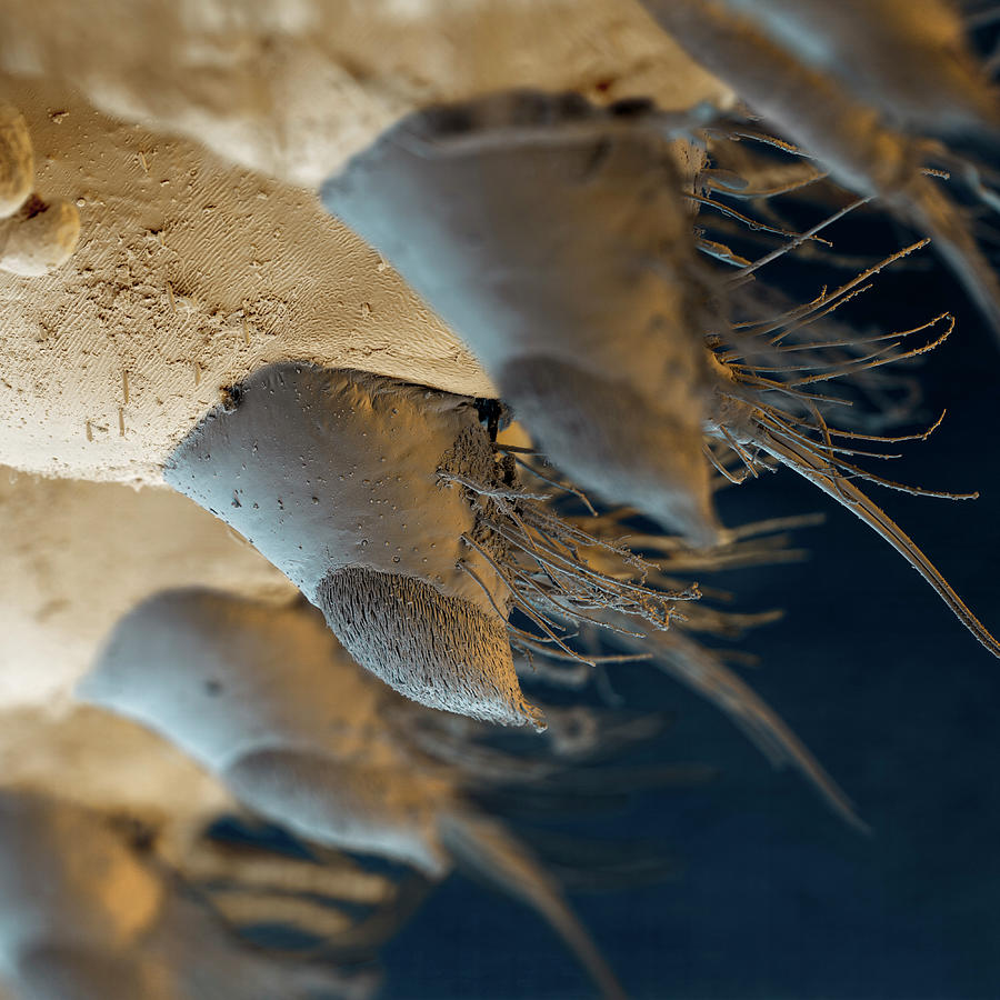 Net-winged Midge Larva Claws, Sem Photograph by Eye Of Science