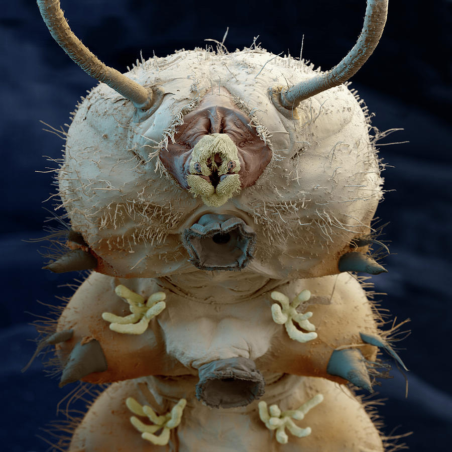 Net-winged Midge Larva, Sem Photograph by Eye Of Science