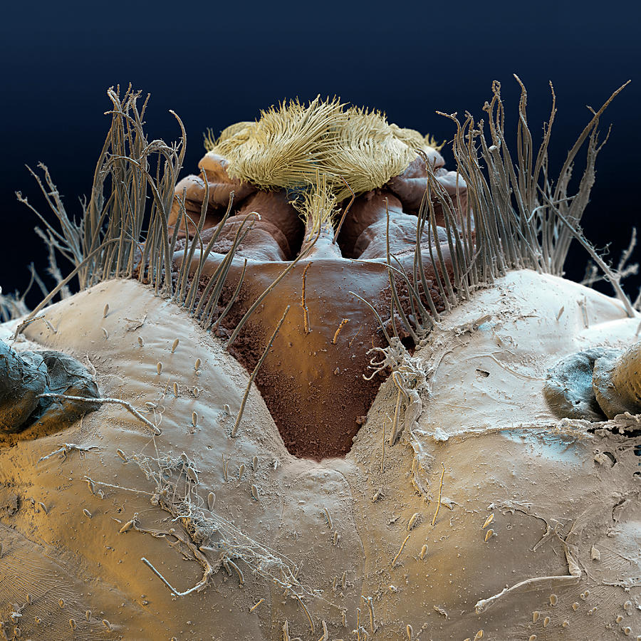 Net-winged Midge Mouth, Sem Photograph by Eye Of Science