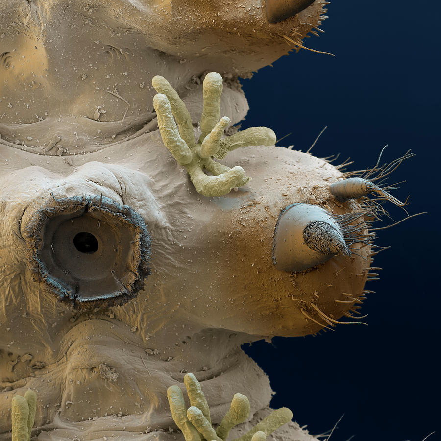 Net-winged Midge Suction Cup, Sem Photograph by Eye Of Science