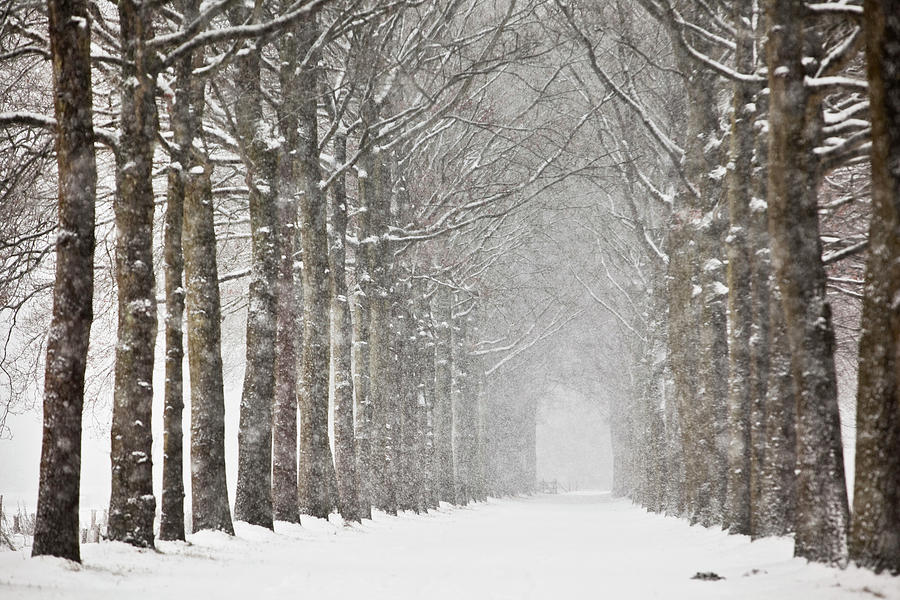 Netherlands, Beech Trees In Snow Storm Photograph by Frans Lemmens