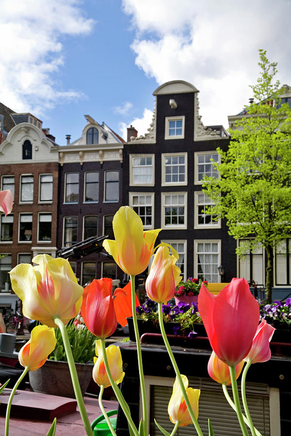 Netherlands, North Holland, Amsterdam, Benelux, Tulips On A Houseboat ...