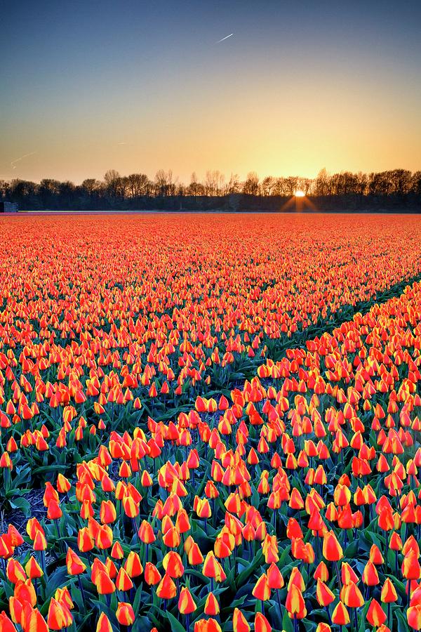 Netherlands, North Holland, Benelux, Haarlem, Tulips Fields Between Lisse And Haarlem Digital Art by Maurizio Rellini