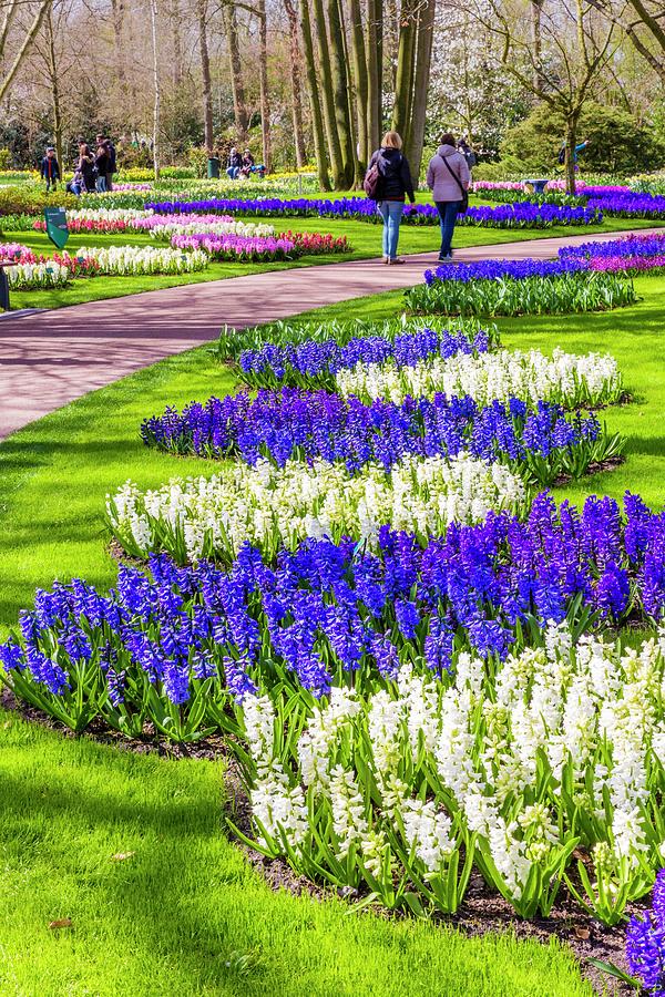 Flowers Still Life Digital Art - Netherlands, South Holland, Benelux, Lisse, Keukenhof Gardens, Flowers Along A Path In The Garden Of Keukenhof by Andrea Armellin