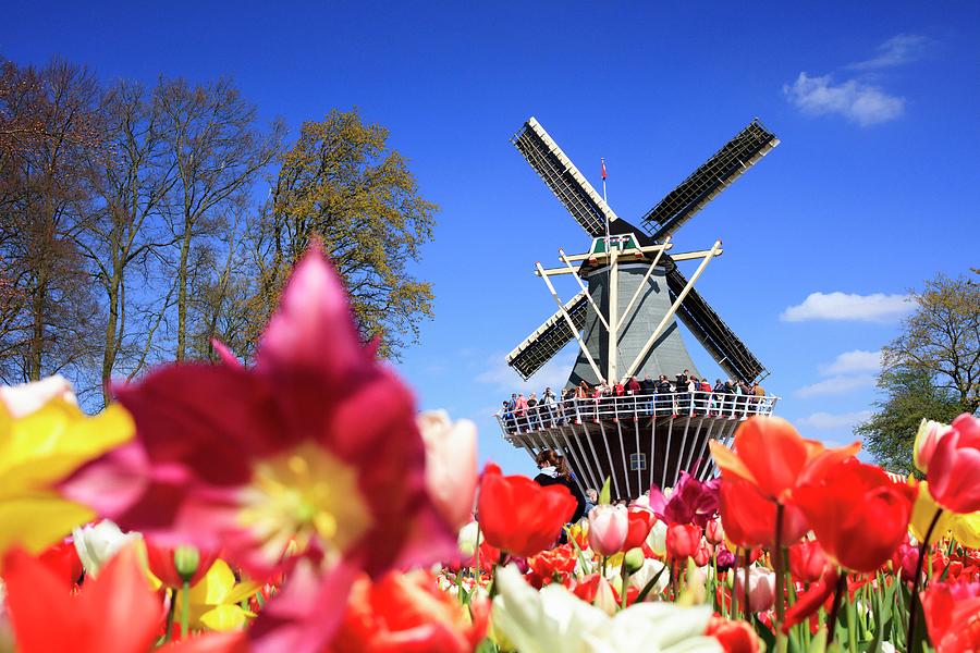 Netherlands, South Holland, Benelux, Lisse, Keukenhof Gardens, Keukenhof Tulip Gardens Near Amsterdam Digital Art by Maurizio Rellini