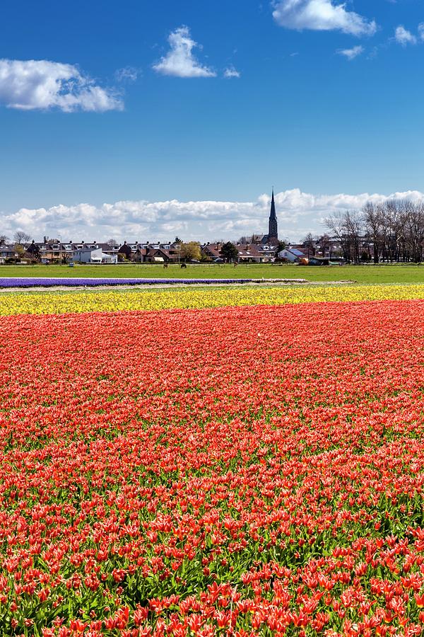 Farm Digital Art - Netherlands, South Holland, Benelux, Voorhout, Tulip Fields Near Voorhout by Andrea Armellin