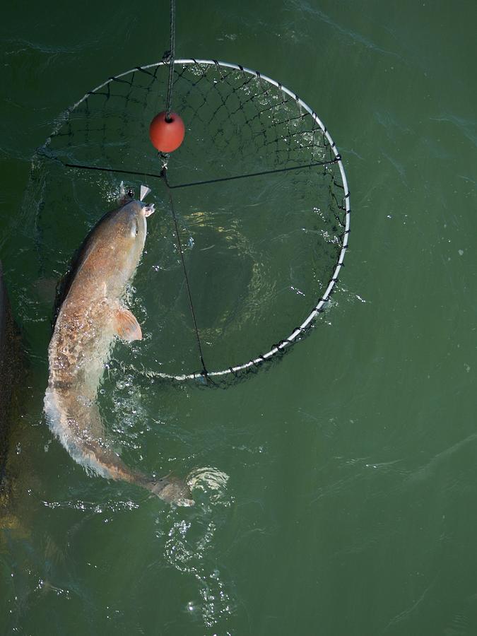 Netting a big redfish Photograph by Bradford Martin