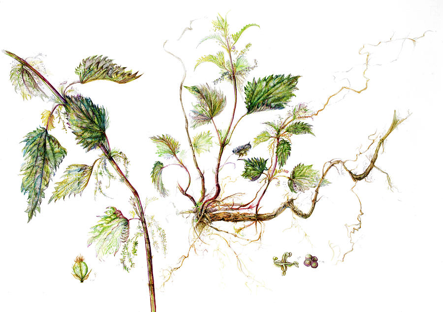 Nettle Painting by Gloria Newlan
