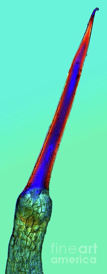 Nettle Stinging Hair Photograph by Science Photo Library