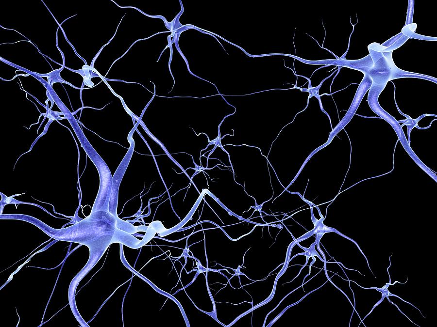 Neural Network, Computer Artwork Digital Art by Science Photo Library - Pasieka