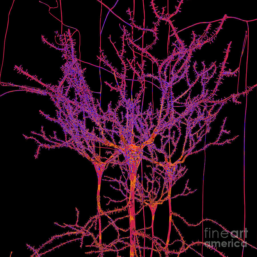 Neuron Field Vector Purple Digital Art by Russell Kightley