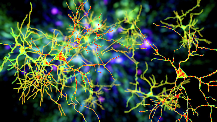 Neurons, Brain Cells Located Photograph by Kateryna Kon