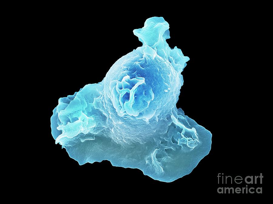Neutrophil Photograph - Neutrophil White Blood Cell by Science Photo Library