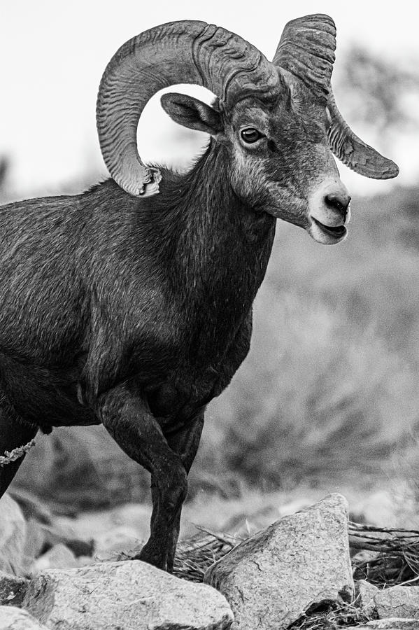 Nevada Ram Photograph by Silver Bullet Art - Fine Art America