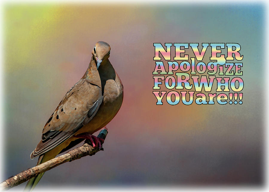 Never Apologize by Cathy Kovarik Never Apologize by Cathy Kovarik