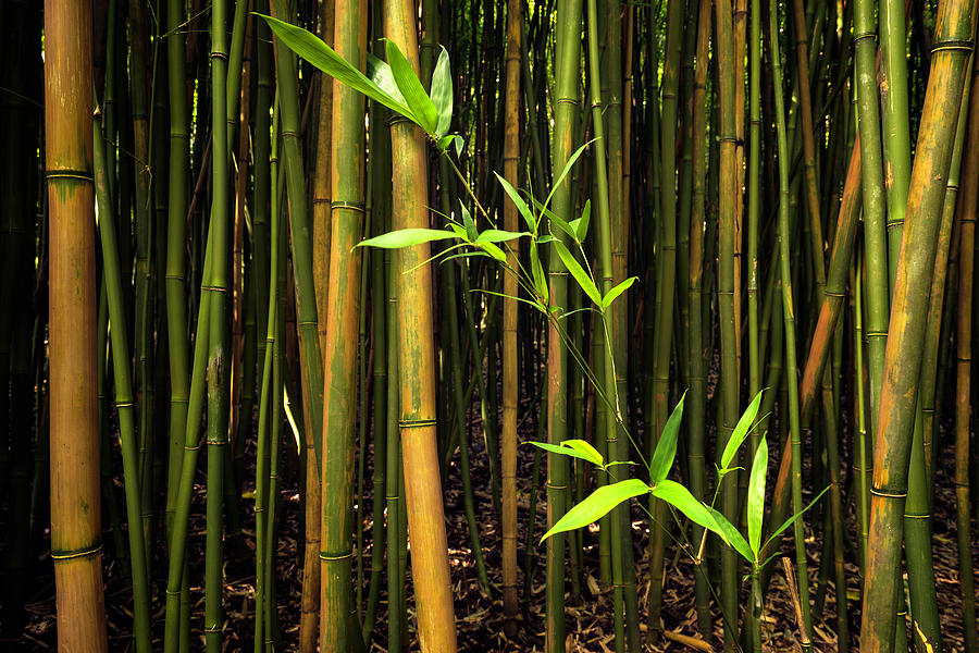 New Bamboo Shoot Photograph by Christopher Johnson - Fine Art America